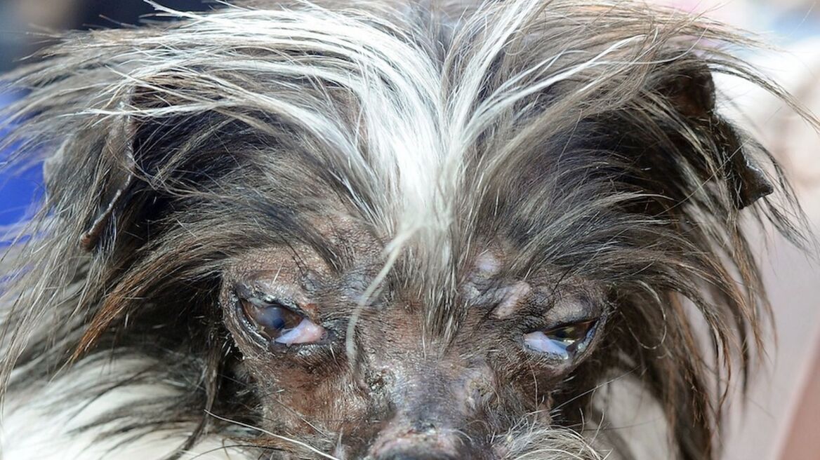 Peanut: Ο πιο άσχημος σκύλος του κόσμου για το 2014